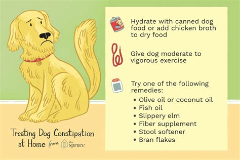 Dog constipation causes