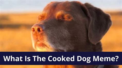 Dog Cooked Meme