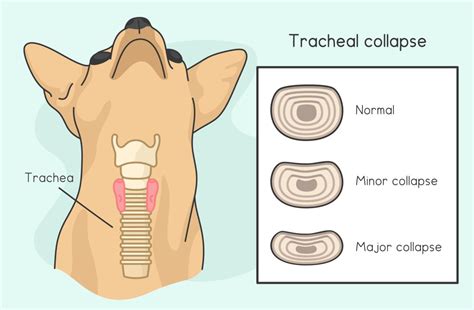 Dog Cough Collapsed Trachea