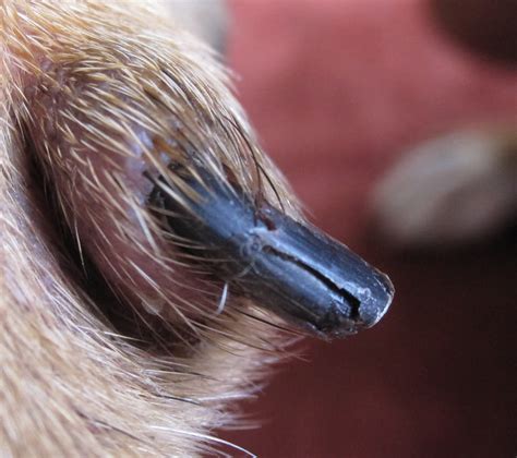 Dog Cracked Nail Limping