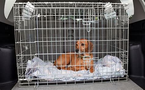 Dog Crate For Cocker Spaniel