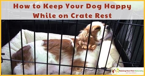 Dog Crate Rest Tips