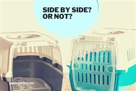 Dog Crates Next To Each Other