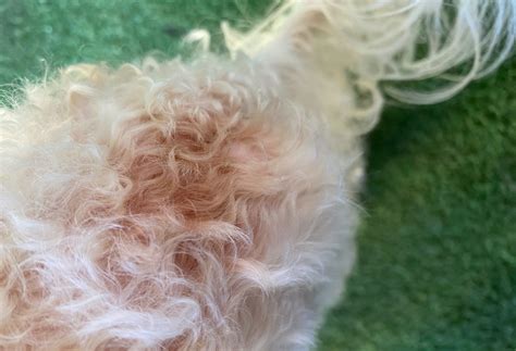 Dog Cut Turning White