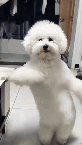 Dog Dancing Gif