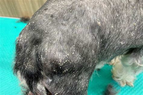 Dog Dandruff On Back