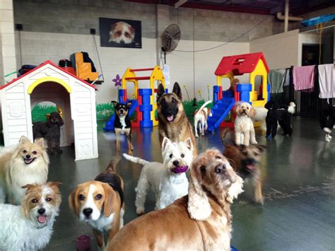 dog day care centers near me