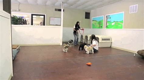 dog day care kansas city