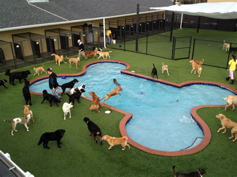 dog daycare near disney world