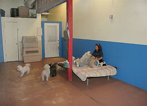 home.furnitureanddecorny.com:dog daycare sarasota