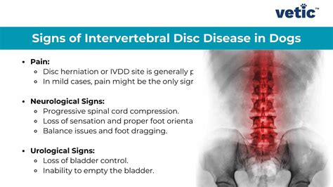 Dog Degenerative Disk Disease