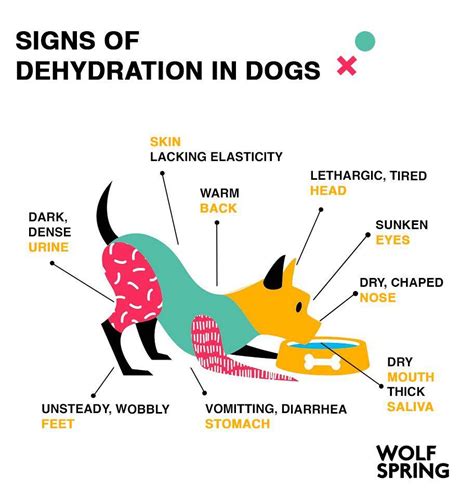 Recognizing Dog Dehydration Symptoms: Early Signs to Know