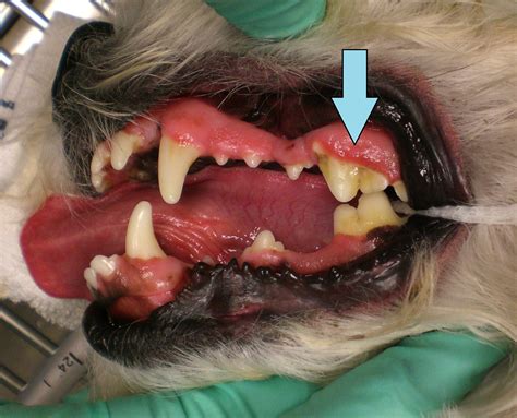 dog dental infection