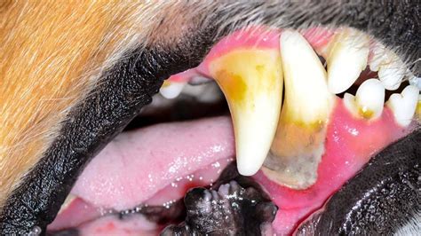 dog dental infection