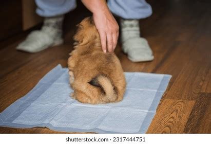 Dog Diaper Training