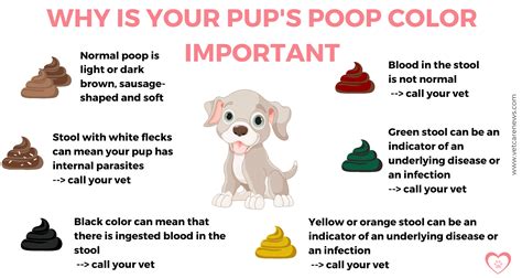 dog diarrhea when to see vet