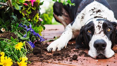 Dog Digging In Flower Bed