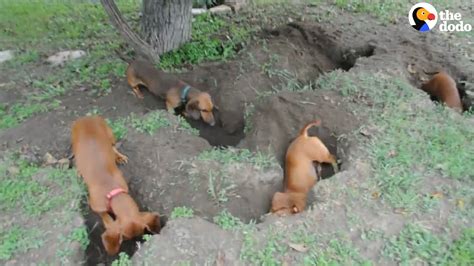 Dog Digging Tunnel