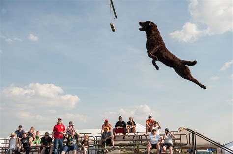 Dog Dock Jumping Contest