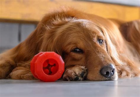 Dog Doesn't Play With Toys In Crate
