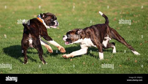 Dog Dragging Back Feet