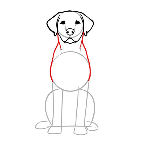 Dog Drawing Guidelines