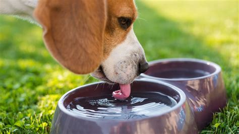 Dog Drinking A Lot Of Water Uk
