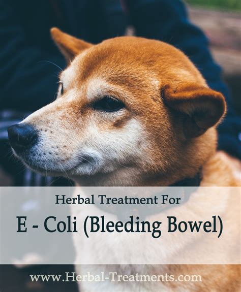 dog e coli treatment