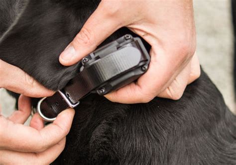 Dog E Collar Fitting