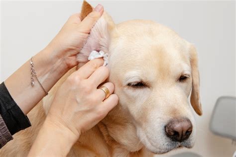 Dog Ear Cleaning Brown