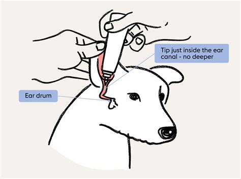 Dog Ear Deep Cleaning