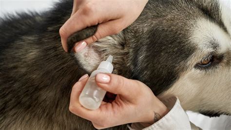 Dog Ear Drops Instructions