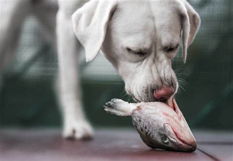 Dog eating fish