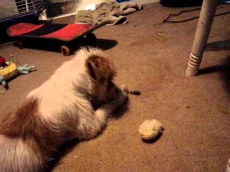 Dog Eating Joint Roach