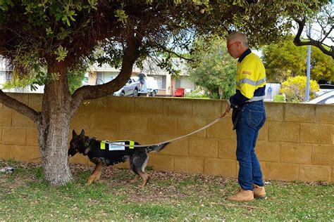 Dog Eating Termites