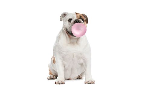 Dog Eats Pack Of Gum