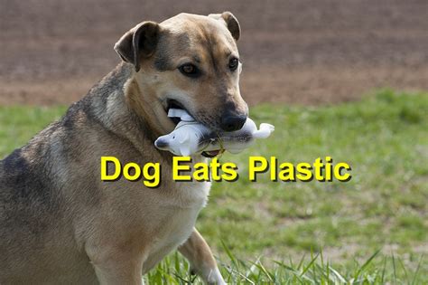 Dog Eats Plastic Pen