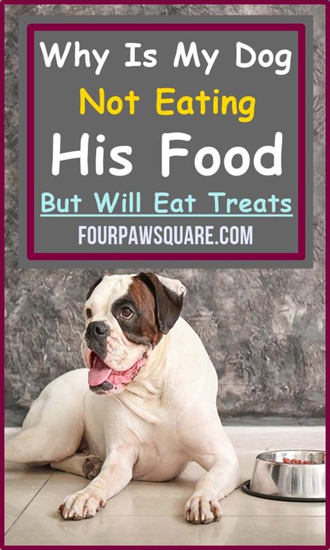 dog eats treats but not dog food