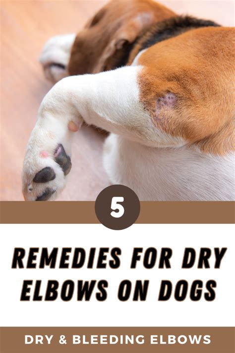 Dog Elbow Pads Bleeding