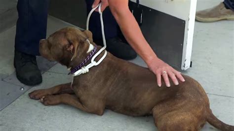 Dog Euthanasia Stories