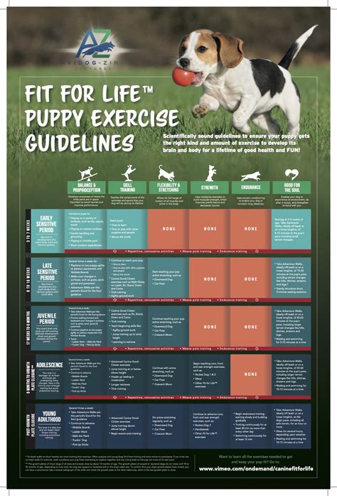 Dog Exercise Guidelines