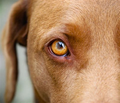 Dog Eye Brown
