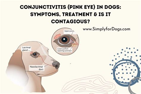 Dog Eye Conjunctivitis Contagious