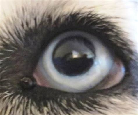 dog eye melanoma pictures