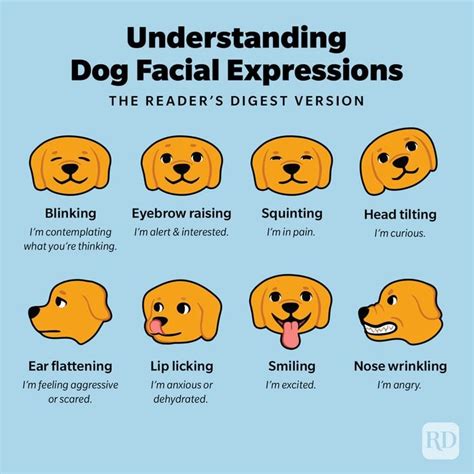 Dog Facial Secrets: Expert Tips for Glowing Canine Skin