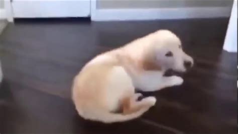 dog falls on back