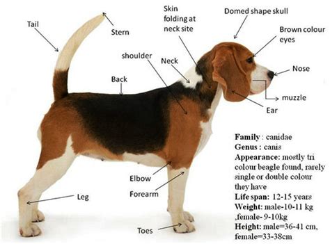 dog features and characteristics