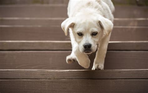 Dog Fell Down Stairs And Now Shaking