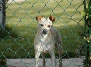 Dog Fence Fighting Reddit