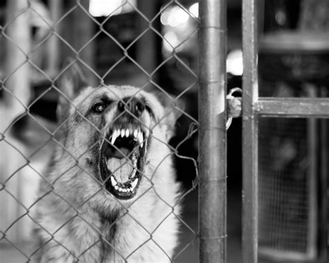 Dog Fence Reactivity